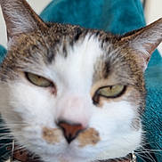 Ellie joined the competition — help win amazing prizes! cat, feline, pet, close_up, portrait, collar, blanket, teal, fur, whiskers, ears, eyes, nose, sleepy, unimpressed, indoor, cozy, jewelry, studs, blurred