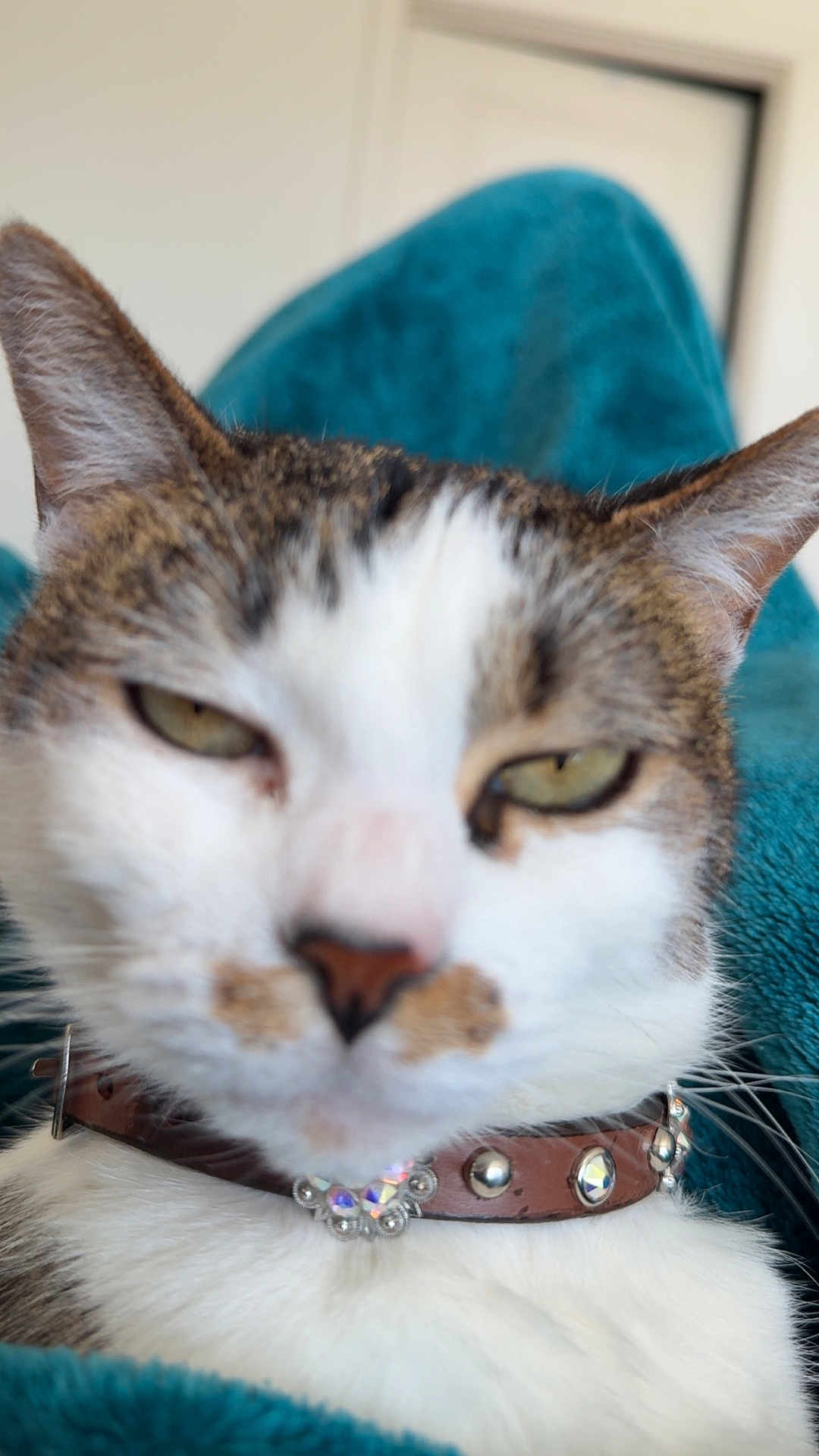 Ellie joined the competition — help win amazing prizes! cat, feline, pet, close_up, portrait, collar, blanket, teal, fur, whiskers, ears, eyes, nose, sleepy, unimpressed, indoor, cozy, jewelry, studs, blurred