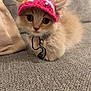 kitten, cat, pet, knit_hat, colorful_hat, big_eyes, fluffy, whiskers, collar, bell, cord, sofa, couch, fabric, indoor, portrait, sitting, adorable, cozy, closeup