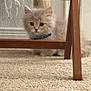 Frankie is registered to the contest to win money with this photo: kitten, cat, pet, carpet, wooden_furniture, shelf, collar, fluffy, whiskers, big_eyes, indoor, home_interior, curious, peeking, paws, texture, portrait, cute, sitting, brown_wood