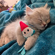 Frankie joined the competition — help win amazing prizes! adorable, blanket, blue_blanket, cat, close_up, collar, cozy, cute, fur, indoor, kitten, nap, paw, pet, plush, relaxing, sleeping, soft_texture, toy_gnome, whiskers