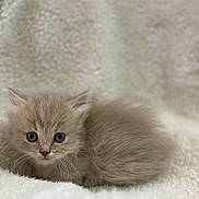 Frankie is registered to the contest to win money with this photo: cat, kitten, pet, animal, furry, fluffy, blanket, soft_texture, cozy, cute, closeup, portrait, indoor, whiskers, big_eyes, sitting, young, small, domestic_cat, fur