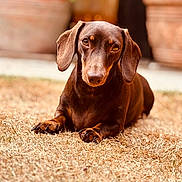 Sharly a rejoint le concours — aidez-le/la à gagner de superbes lots ! animal, brown_dog, canine, close_up, cute, dachshund, dog, domestic_animal, ears, friendly, fur, grass, lying_down, mammal, nature, outdoor, pet, portrait, small_dog, sunlight