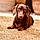Sharly