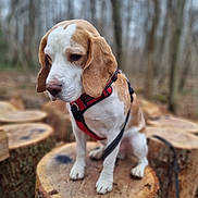 Goku participe au concours pour gagner de l'argent avec cette photo : animal, beagle, blurred_background, brown, canine, cute, dog, fall, forest, harness, leash, nature, outdoor, pet, quiet, sitting, thoughtful, tree_stump, white, wood