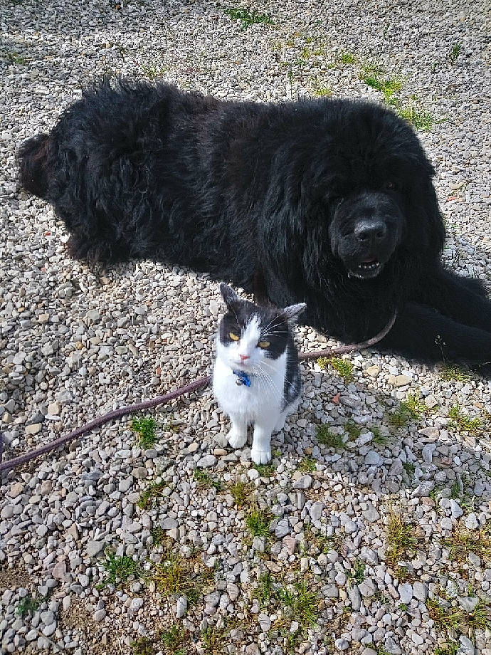 Gribouille a rejoint le concours — aidez-le/la à gagner de superbes lots ! asphalt, canidae, carnivore, cat, companion_dog, dog_breed, domestic_short_haired_cat, felidae, fur, grass, groundcover, mammal, plant, road_surface, small_to_medium_sized_cats, snout, soil, tail, tree, whiskers