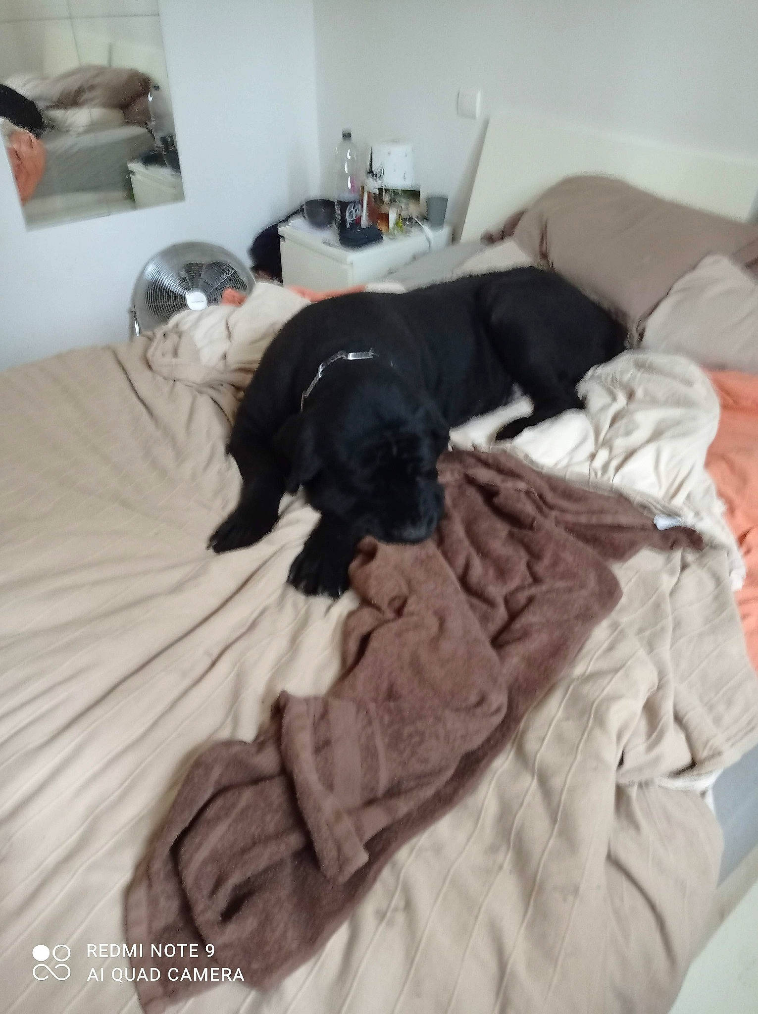 Gribouille participe au concours pour gagner de l'argent avec cette photo : bed, bed_sheet, bedding, bedroom, canidae, carnivore, comfort, companion_dog, dog, dog_breed, duvet, flooring, fur, grey, hardwood, linens, mammal, room, sporting_group, working_animal