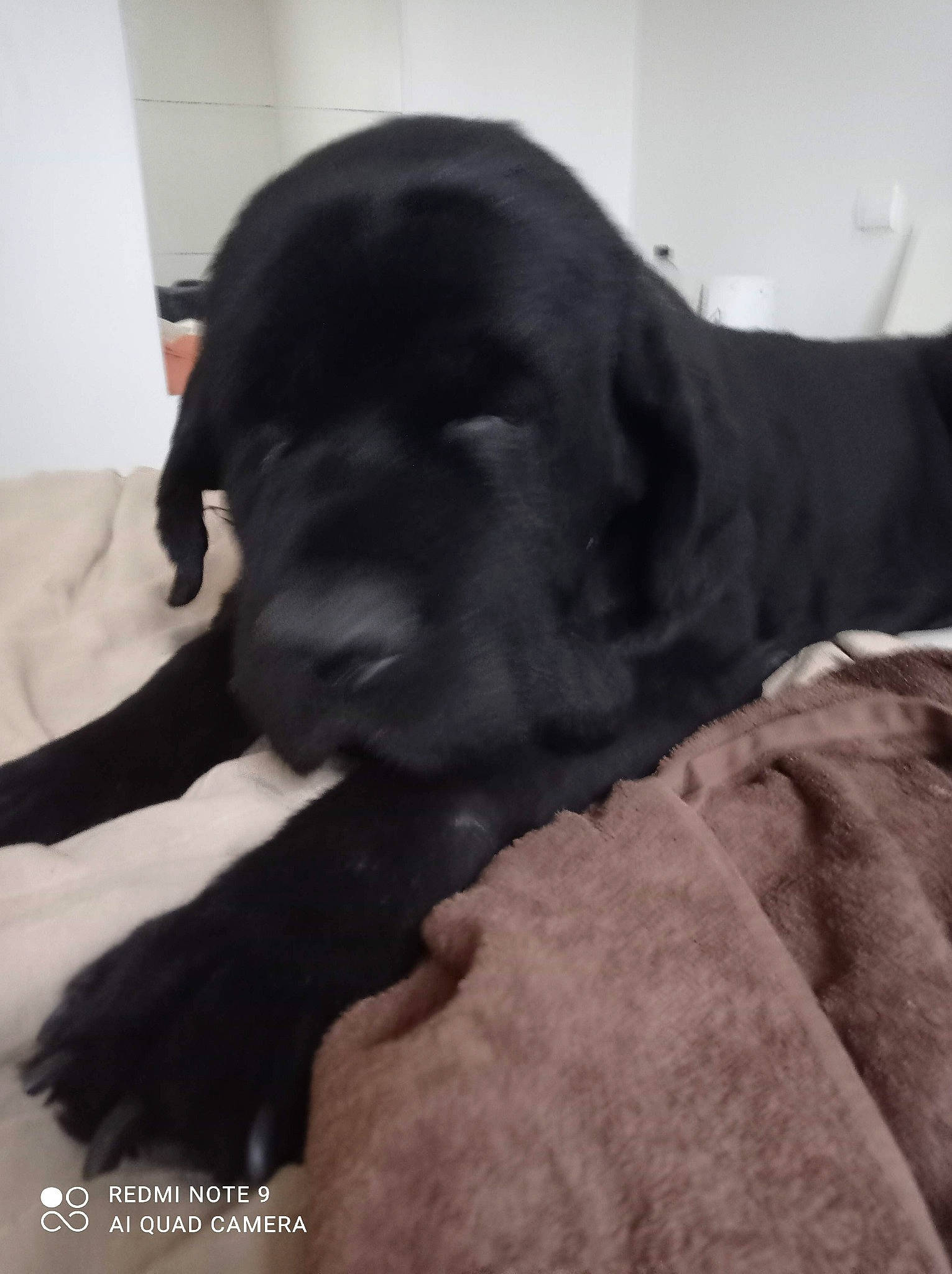 Gribouille participe au concours pour gagner de l'argent avec cette photo : borador, canidae, carnivore, comfort, companion_dog, dog, dog_breed, fawn, fur, gesture, guard_dog, gun_dog, labrador_retriever, liver, retriever, snout, sporting_group, whiskers, working_animal, wrinkle