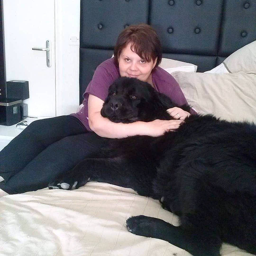 Gribouille participe au concours pour gagner de l'argent avec cette photo : bed, canidae, carnivore, comfort, companion_dog, couch, dog, dog_breed, door, fur, knee, lap, room, sitting, sporting_group, thigh, working_animal