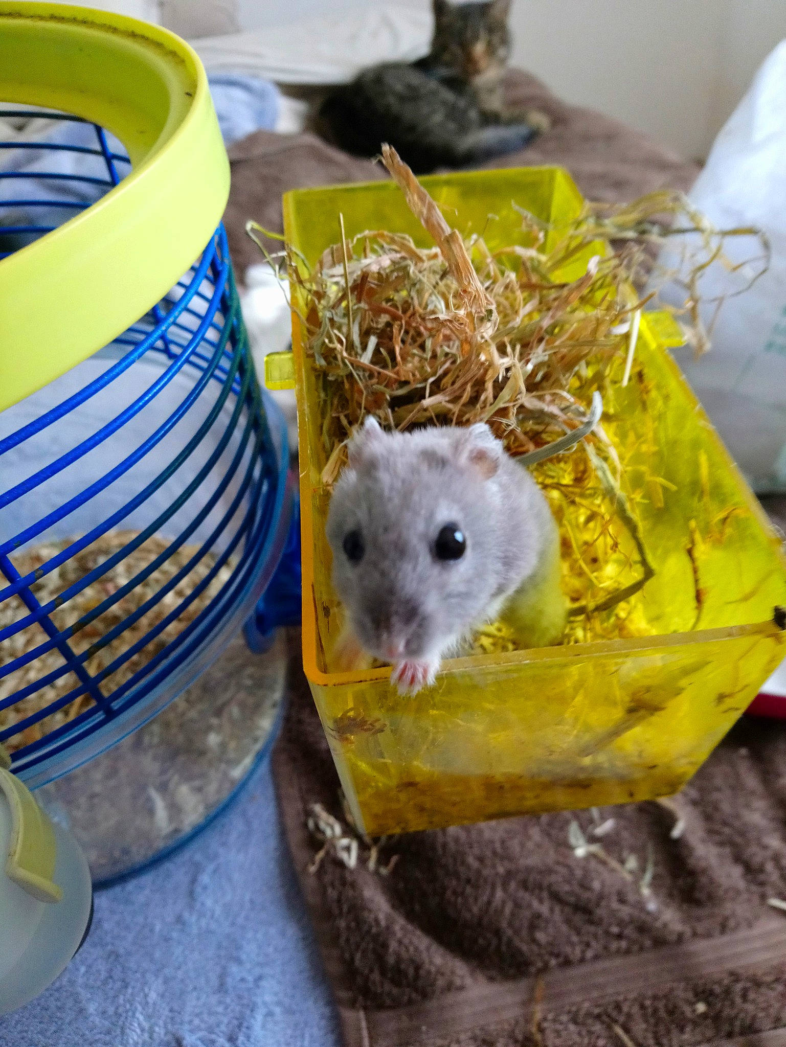 Rononoski participe au concours pour gagner de l'argent avec cette photo : chinchilla, degu, dormouse, gerbil, grass, hamster, mouse, muridae, muroidea, rat, rodent, small_animal_food, whiskers, yellow