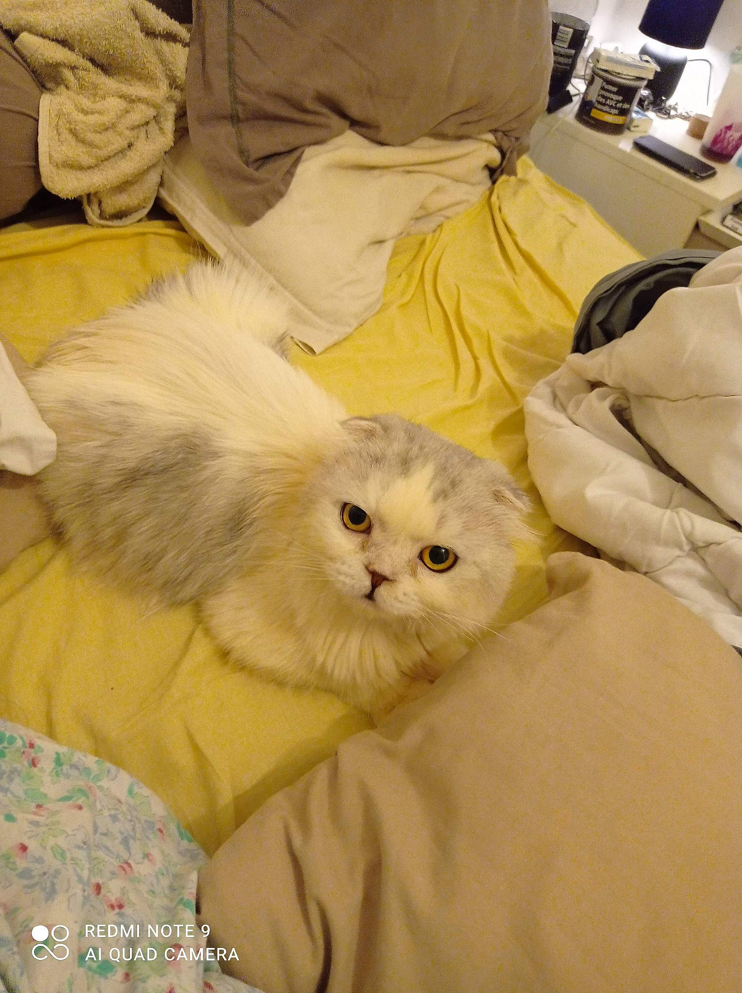 Boston a rejoint le concours — aidez-le/la à gagner de superbes lots ! carnivore, cat, claw, comfort, companion_dog, duvet, felidae, fur, linens, paw, persian, room, small_to_medium_sized_cats, whiskers