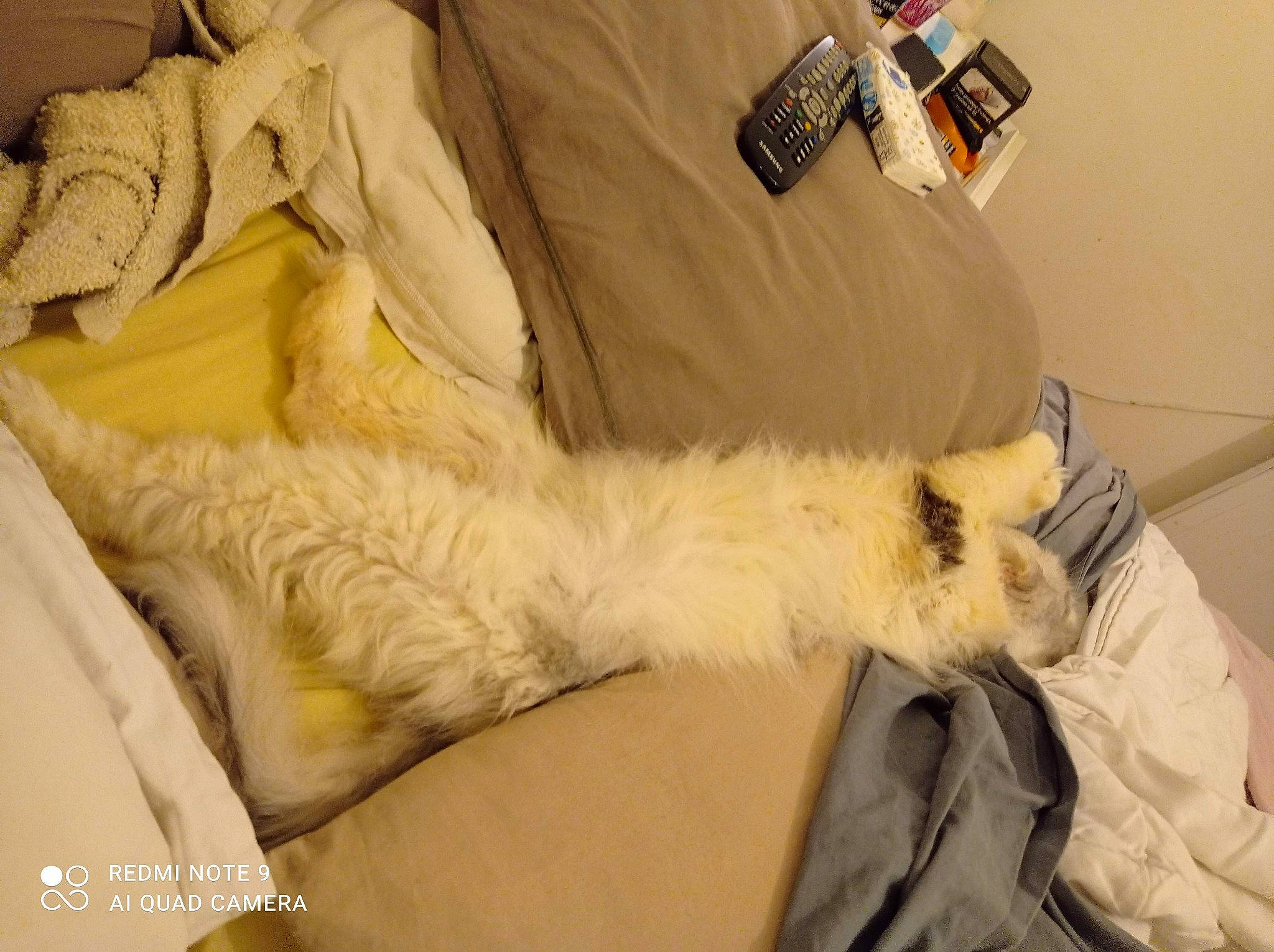 Boston participe au concours pour gagner de l'argent avec cette photo : bedding, carnivore, cat, comfort, companion_dog, couch, dog_breed, duvet, fawn, felidae, fur, human_leg, linens, nap, paw, small_to_medium_sized_cats, snout, sporting_group, tail, whiskers