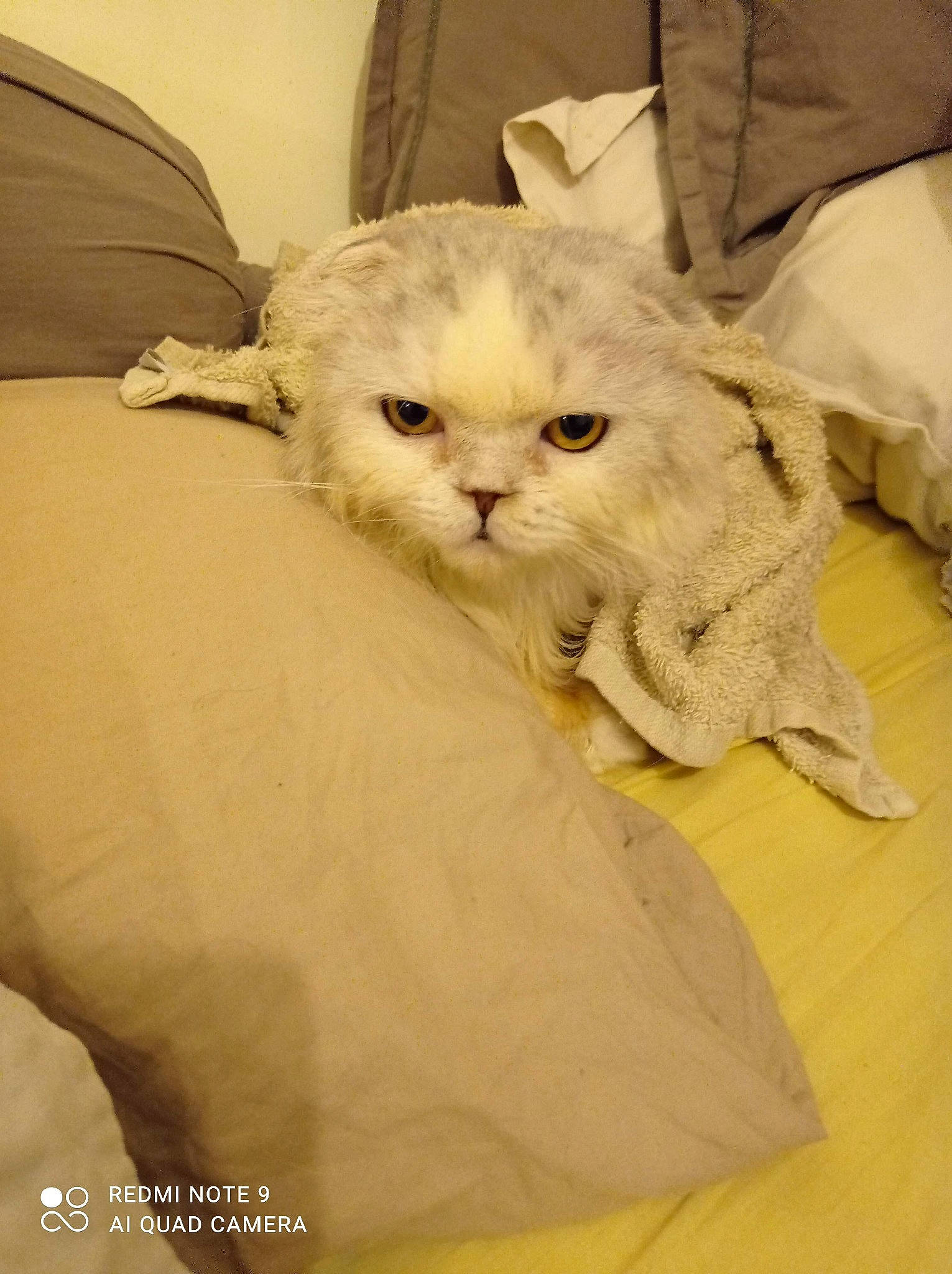 Boston participe au concours pour gagner de l'argent avec cette photo : carnivore, cat, claw, comfort, couch, domestic_short_haired_cat, felidae, fur, linens, paw, small_to_medium_sized_cats, snout, tail, whiskers