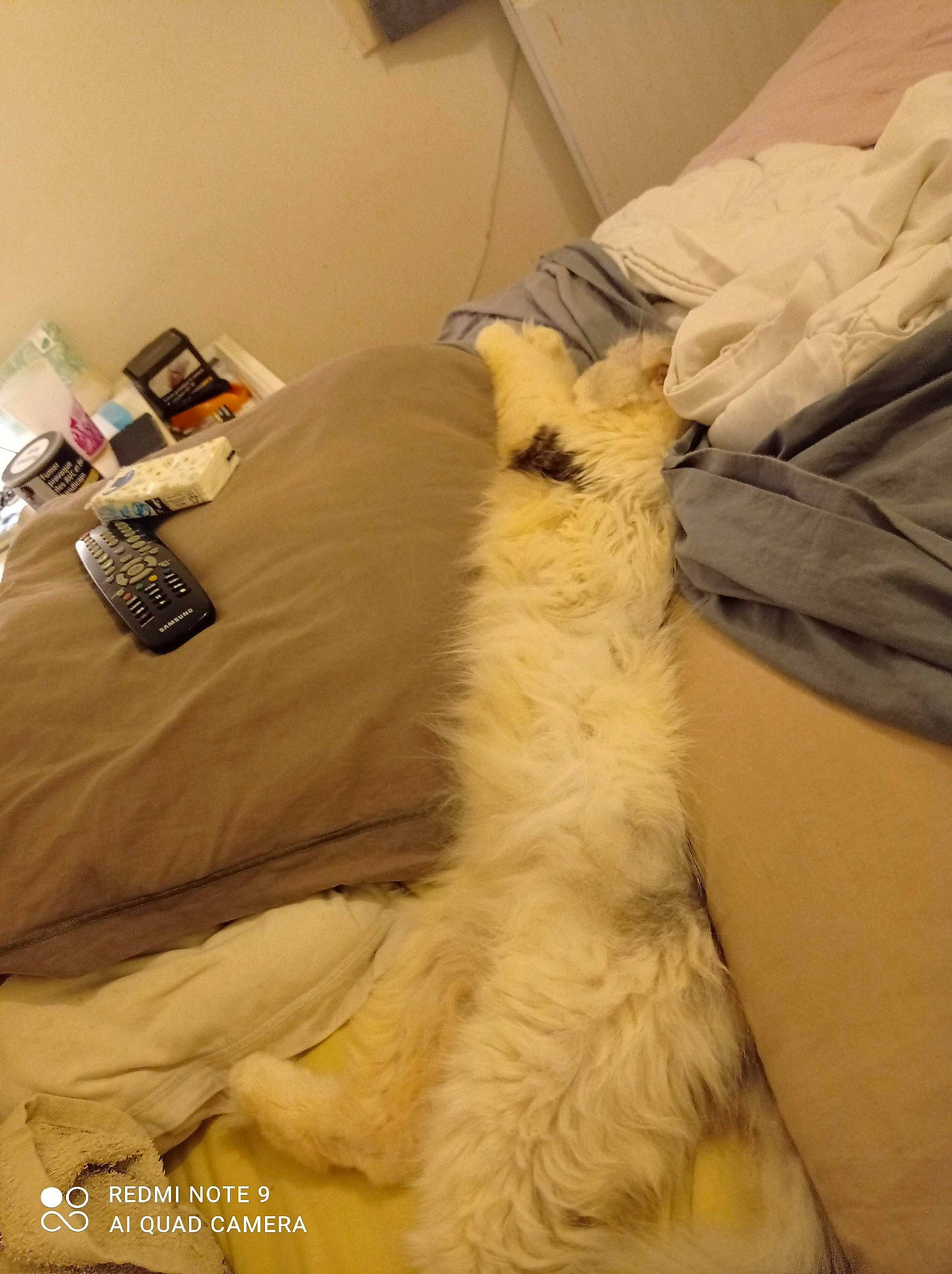 Boston a rejoint le concours — aidez-le/la à gagner de superbes lots ! abdomen, bed, bed_sheet, bedding, canidae, carnivore, comfort, companion_dog, dog, dog_breed, duvet, fawn, felidae, fur, hardwood, linens, room, sporting_group, wood, working_animal