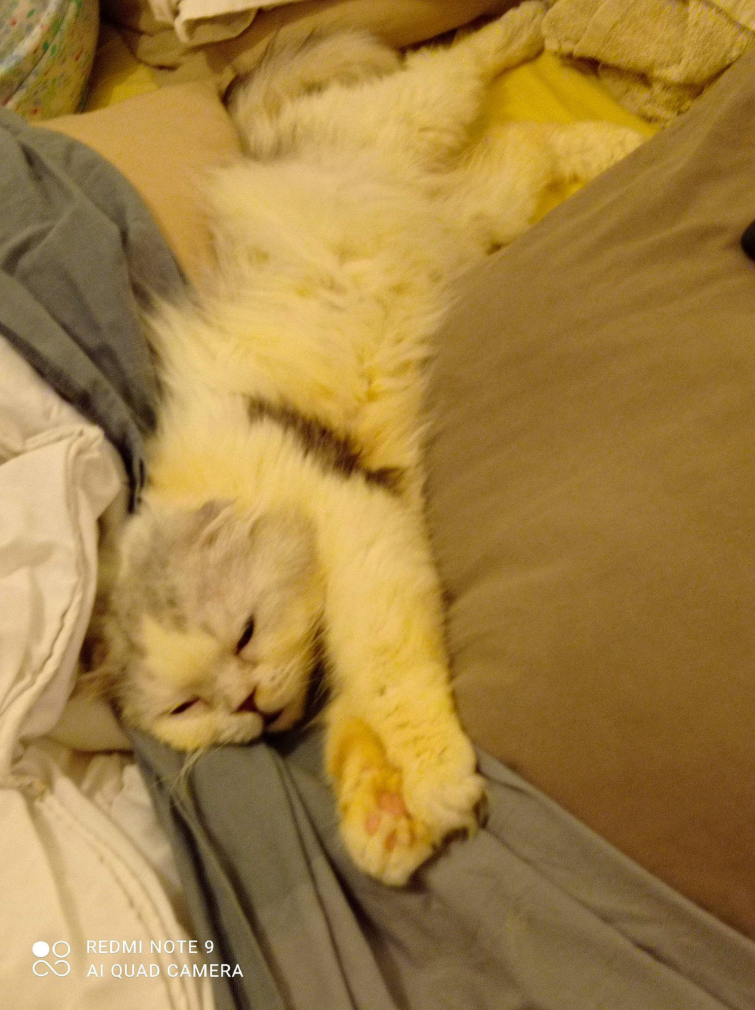 Boston a rejoint le concours — aidez-le/la à gagner de superbes lots ! carnivore, cat, claw, comfort, companion_dog, duvet, felidae, flooring, fur, hardwood, linens, paw, room, small_to_medium_sized_cats, tail, textile, whiskers, wood