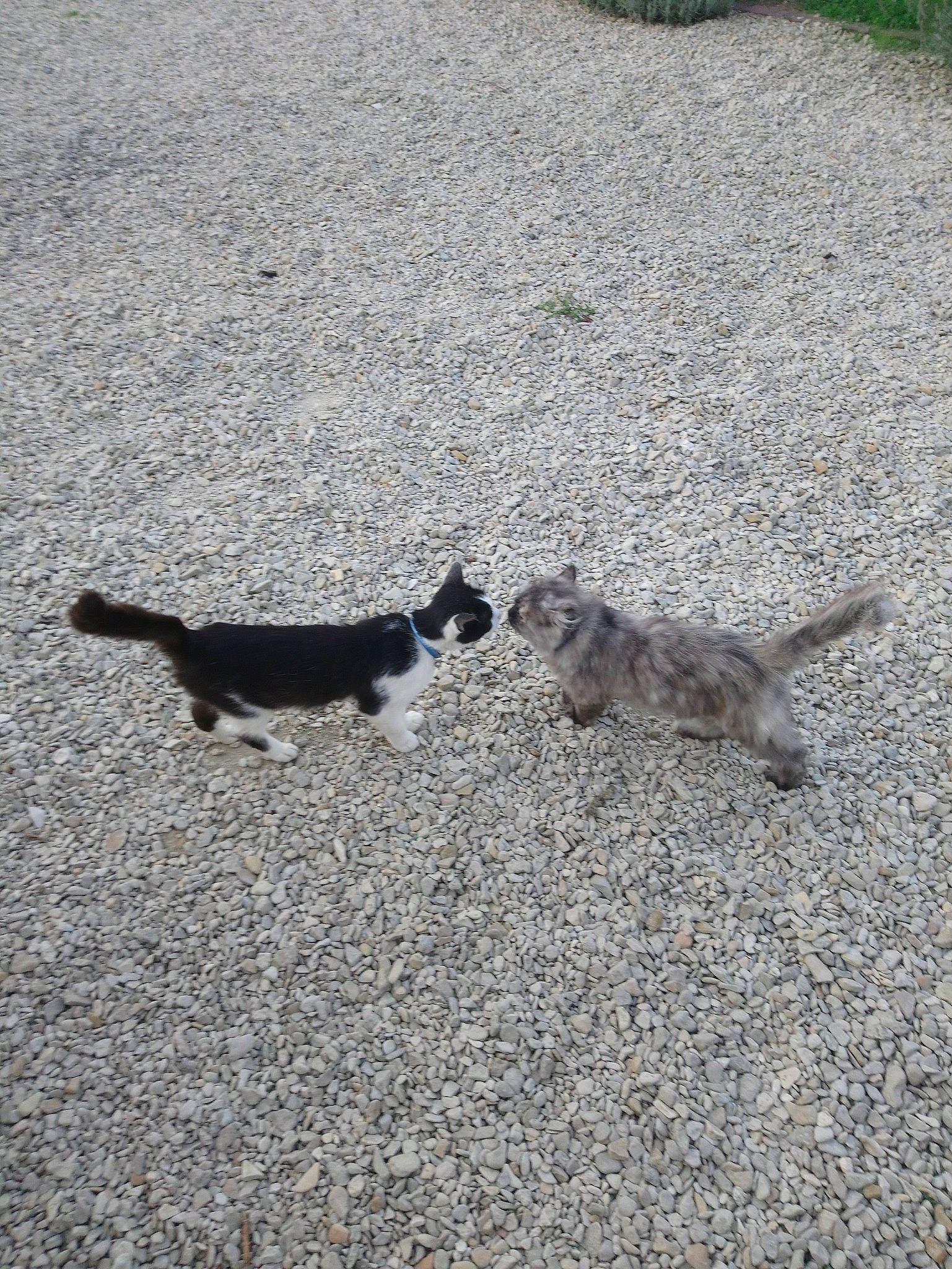 Floupi a rejoint le concours — aidez-le/la à gagner de superbes lots ! canidae, carnivore, cat, dog_breed, domestic_short_haired_cat, felidae, kitten, sand, small_to_medium_sized_cats, tail