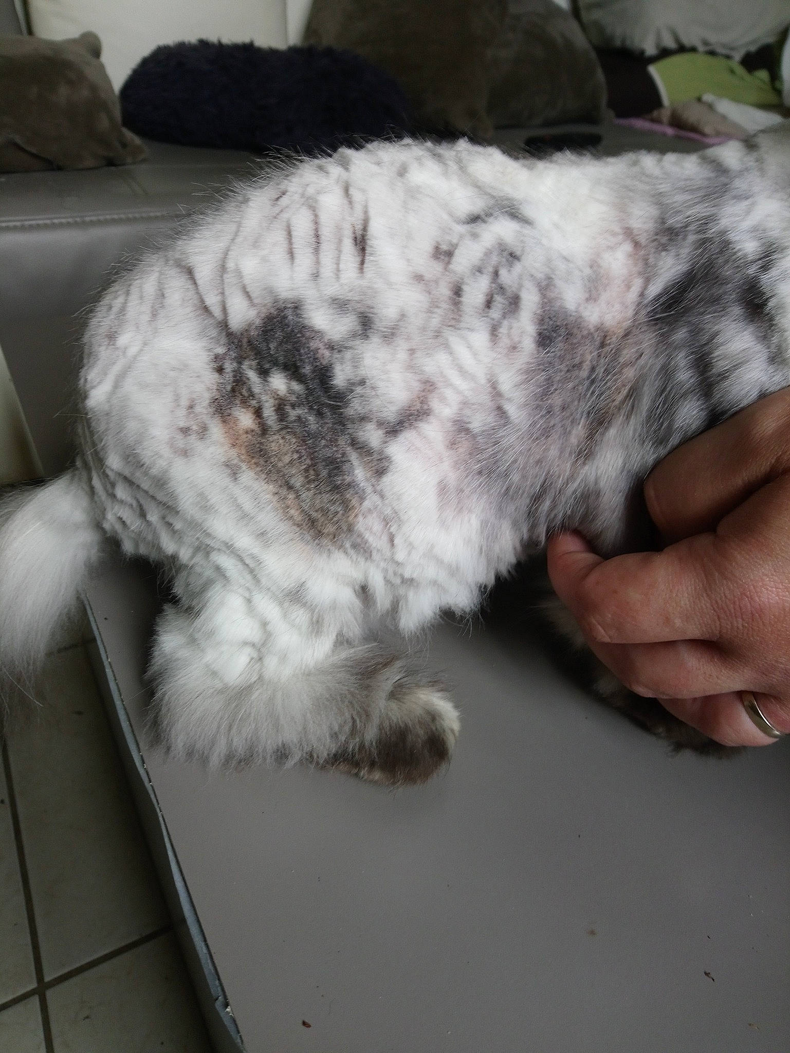 Floupi participe au concours pour gagner de l'argent avec cette photo : canidae, carnivore, cat, dog, dog_breed, felidae, fur, paw