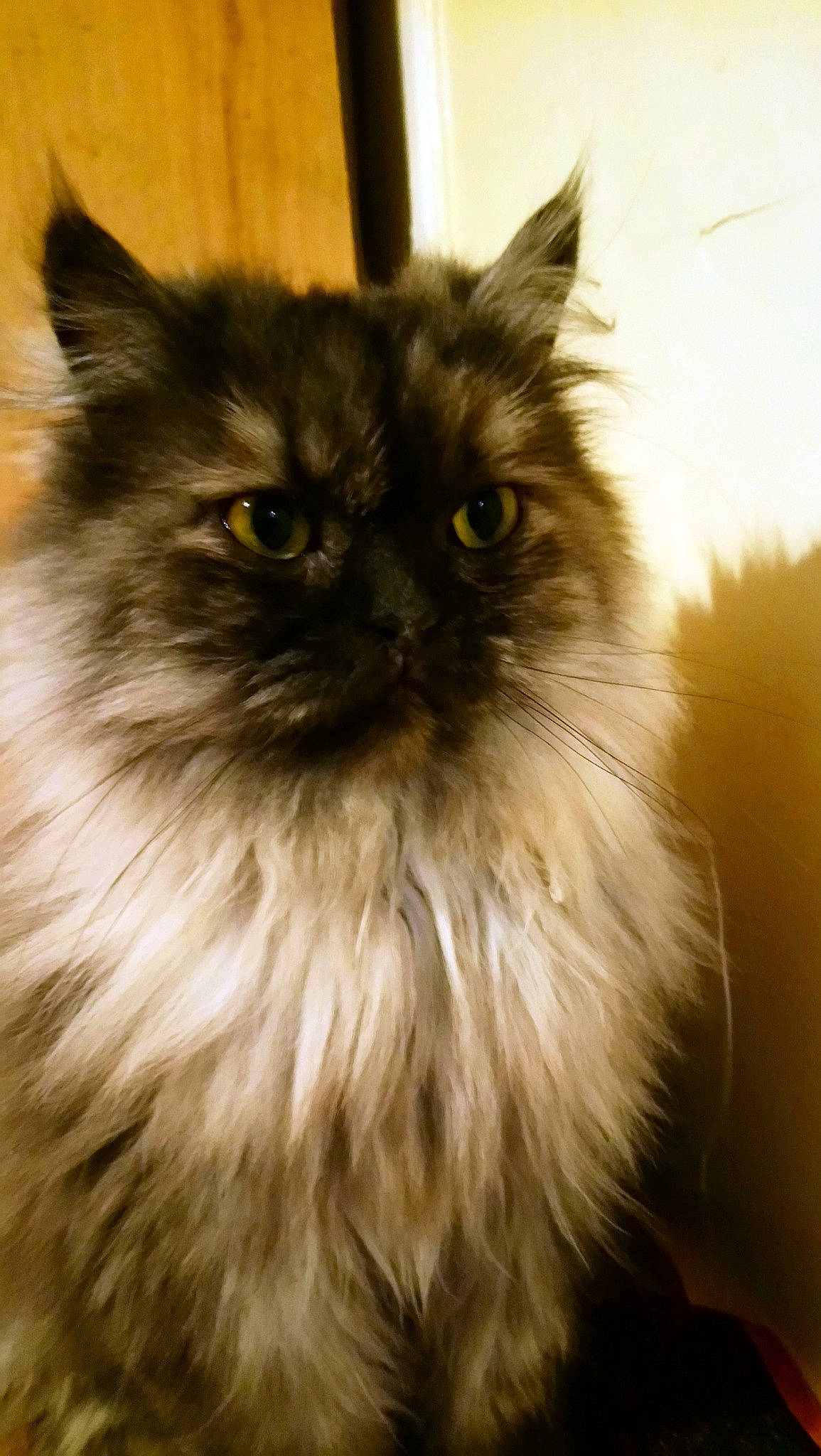 Floupi a rejoint le concours — aidez-le/la à gagner de superbes lots ! asian_semi_longhair, birman, british_longhair, british_semi_longhair, carnivore, cat, domestic_long_haired_cat, eye, felidae, himalayan, iris, mammal, norwegian_forest_cat, persian, ragamuffin, siberian, small_to_medium_sized_cats, snout, vertebrate, whiskers