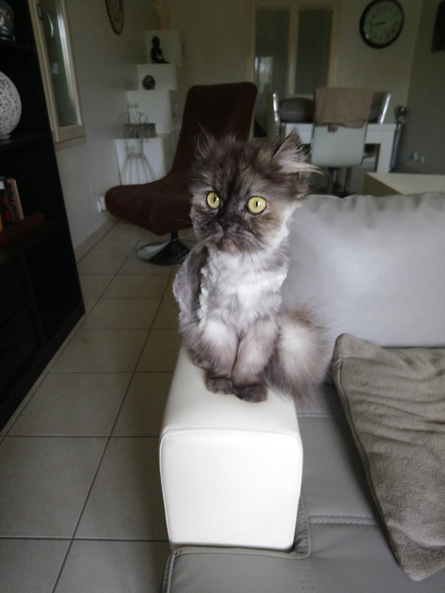 Floupi a rejoint le concours — aidez-le/la à gagner de superbes lots ! british_semi_longhair, carnivore, cat, domestic_long_haired_cat, domestic_short_haired_cat, european_shorthair, felidae, fur, kitten, maine_coon, norwegian_forest_cat, polydactyl_cat, siberian, small_to_medium_sized_cats, whiskers