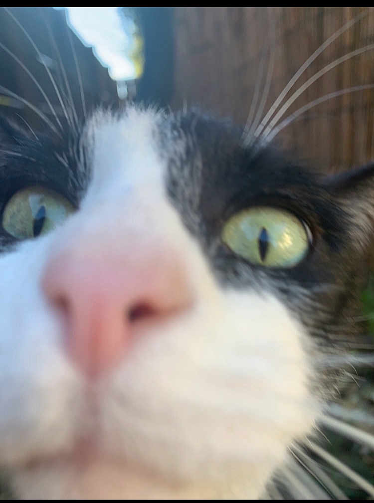 Tesla a rejoint le concours — aidez-le/la à gagner de superbes lots ! cat, close_up, whiskers, nose, eyes, black_and_white, curious, outdoor, animal, pet, face, feline, portrait, macro, nature, cute, fur, snout, green_eyes, playful