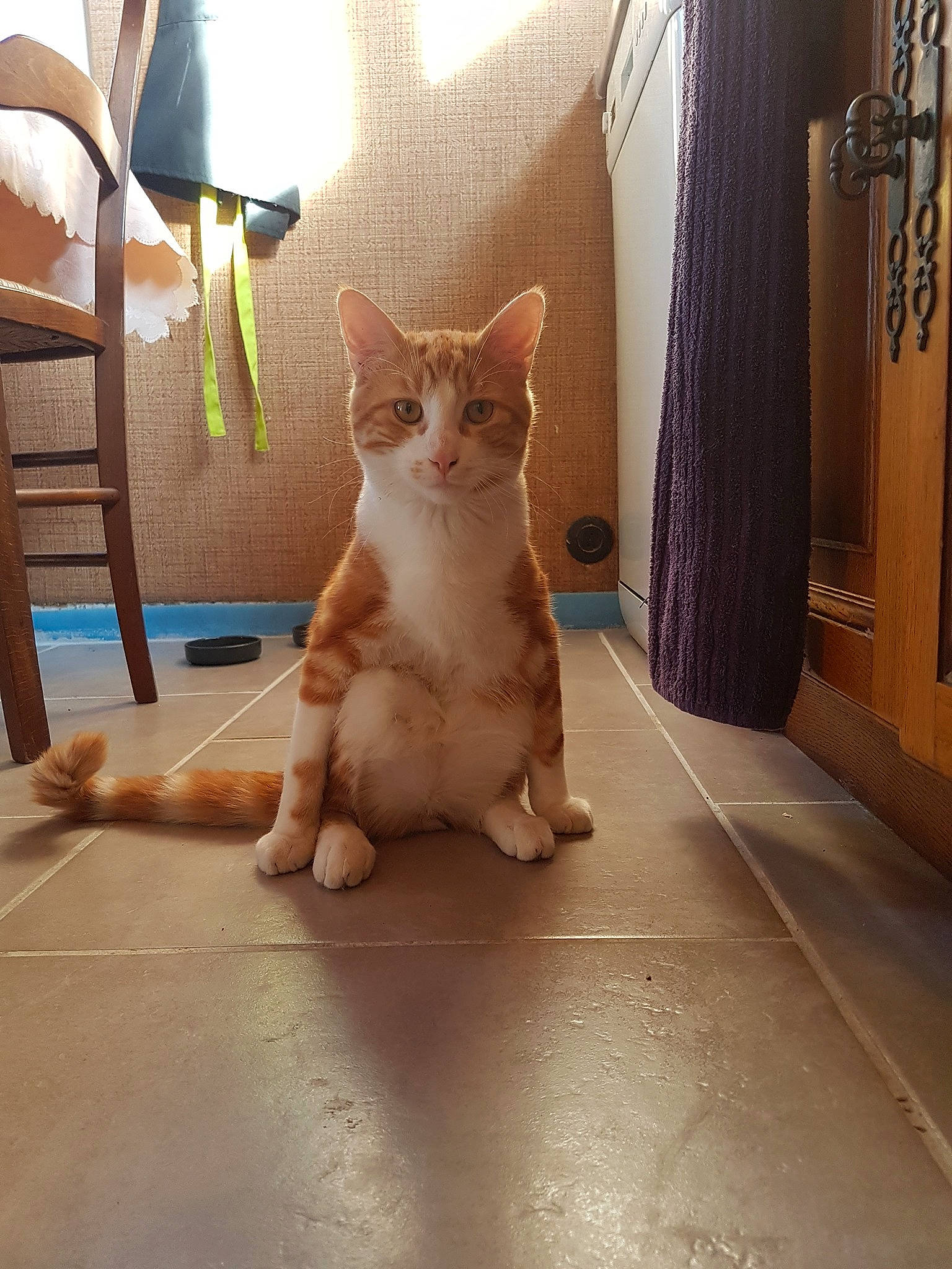 Garfild a rejoint le concours — aidez-le/la à gagner de superbes lots ! aegean_cat, arabian_mau, asian, carnivore, cat, domestic_short_haired_cat, european_shorthair, fawn, felidae, floor, german_rex, kitten, mammal, munchkin, ojos_azules, polydactyl_cat, small_to_medium_sized_cats, snapshot, tail, whiskers