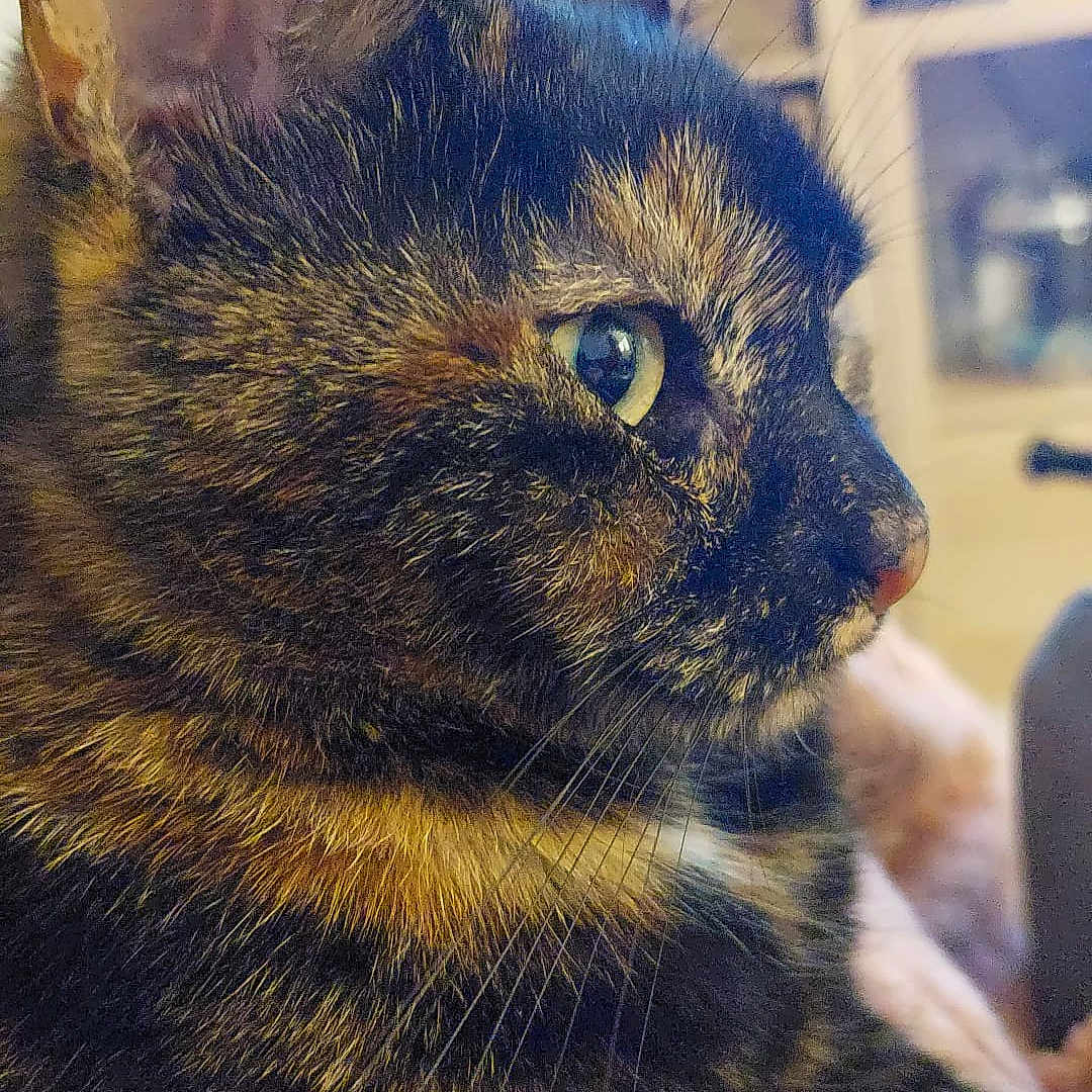 Rainette participe au concours pour gagner de l'argent avec cette photo : animal, background_blur, cat, close_up, curious, cute, domestic_animal, eye, feline, fur, household, indoor, mammal, pet, portrait, profile, relaxed, side_view, tortoiseshell, whiskers