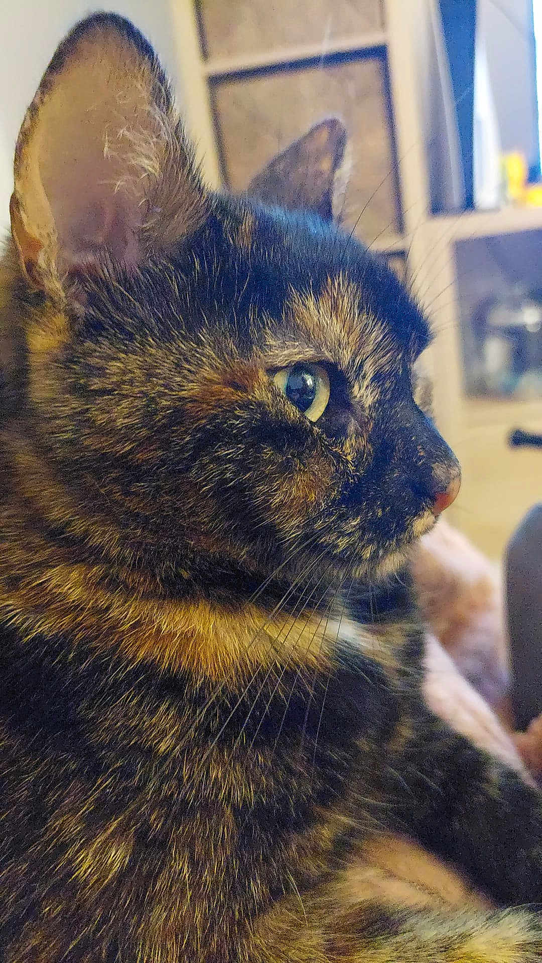 Rainette participe au concours pour gagner de l'argent avec cette photo : animal, background_blur, cat, close_up, curious, cute, domestic_animal, eye, feline, fur, household, indoor, mammal, pet, portrait, profile, relaxed, side_view, tortoiseshell, whiskers