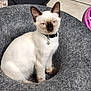 siamese_cat, kitten, pet_bed, gray_bed, cat, indoor, floor_tiles, collar, bell, animal, feline, cute, young_cat, sitting, domestic_cat, pet_accessories, pink_toy, black_collar, white_fur, brown_paws