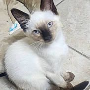 Leo joined the competition — help win amazing prizes! cat, kitten, siamese, blue_eyes, pet_bed, yarn_ball, floor_tile, curious, sitting, fur, whiskers, indoor, cute, animal, young, domestic_cat, feline, ears, tail, playful