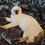 Leo is registered to the contest to win money with this photo: cat, siamese, animal, pet, lying_down, relaxed, fur, tail, ears, indoor, fabric, pattern, blue, brown, resting, cute, whiskers, eyes, soft, cozy
