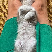 Nuage a rejoint le concours — aidez-le/la à gagner de superbes lots ! kitten, cat, sleeping, relaxed, fur, pet, animal, green_skirt, legs, lap, indoor, texture, carpet, paws, white_fur, gray_fur, cute, resting, fluffy, domestic_cat