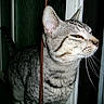 Bubba joined the competition — help win amazing prizes! animal, cat, closeup, curious, domestic_cat, door, face, fur, house, indoor, looking, mammal, night, pet, profile, side_view, striped, tabby, whiskers, window