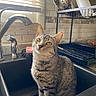 Bubba is registered to the contest to win money with this photo: animal, cat, cleaning_items, countertop, curious, dish_rack, domestic_cat, faucet, gray_stripes, household, indoor, kitchen, kitchen_sink, pet, sitting, sponge, tabby_cat, tiles, window, yellow_eyes
