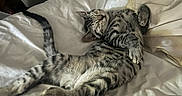 Bubba joined the competition — help win amazing prizes! animal, bed, bedding, cat, cozy, cute, domestic_animal, feline, fur, indoor, mammal, pet, pillow, relaxed, resting, sleep, sleeping, striped, tabby_cat, whiskers