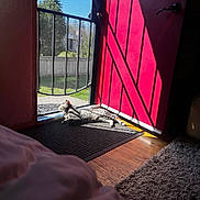 Bubba is registered to the contest to win money with this photo: cat, daylight, door, fence, grass, home, houseplant, indoor, mat, pet, quiet, red_wall, relaxing, rug, screen_door, shadow, sunlight, tree, window, wood_floor