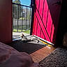 cat, daylight, door, fence, grass, home, houseplant, indoor, mat, pet, quiet, red_wall, relaxing, rug, screen_door, shadow, sunlight, tree, window, wood_floor