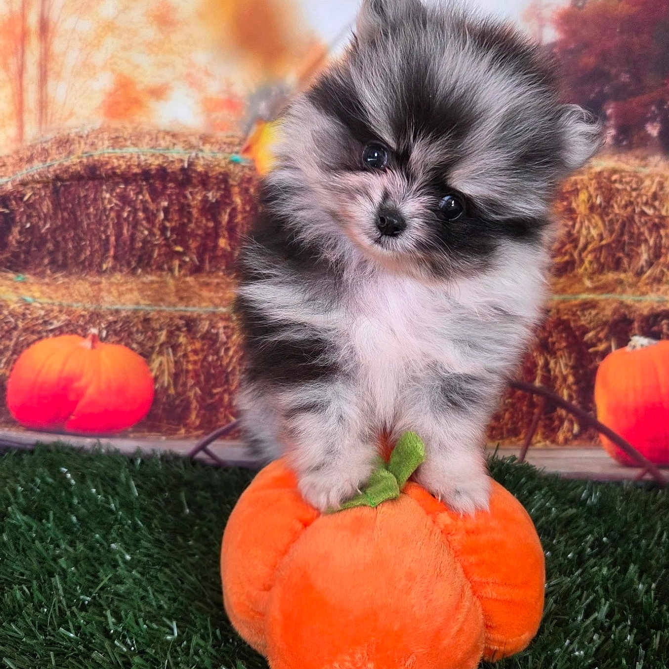 Nella joined the competition — help win amazing prizes! adorable, animal, autumn, black_and_white, cute, decor, dog, fall, fluffy, grass, hay_bales, head_tilt, outdoor, pet, plush_pumpkin, portrait, pumpkins, puppy, seasonal, small