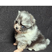 Nella is registered to the contest to win money with this photo: adorable, animal, background, black, closeup, cute, dog, fluffy, fur, gray, indoor, isolated, pet, portrait, puppy, sitting, small, soft, white, young