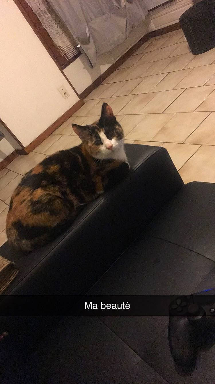 Chanel a rejoint le concours — aidez-le/la à gagner de superbes lots ! box, carnivore, cat, comfort, couch, domestic_short_haired_cat, felidae, floor, flooring, fur, hardwood, lighting, metal, room, sitting, small_to_medium_sized_cats, table, tail, whiskers, wood