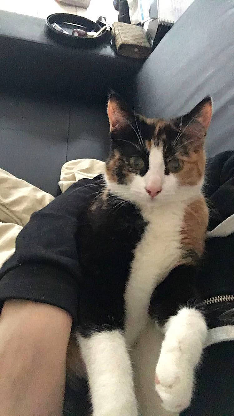 Chanel participe au concours pour gagner de l'argent avec cette photo : carnivore, cat, claw, comfort, domestic_short_haired_cat, felidae, formal_wear, fur, paw, plant, sitting, sleeve, small_to_medium_sized_cats, snout, tail, whiskers