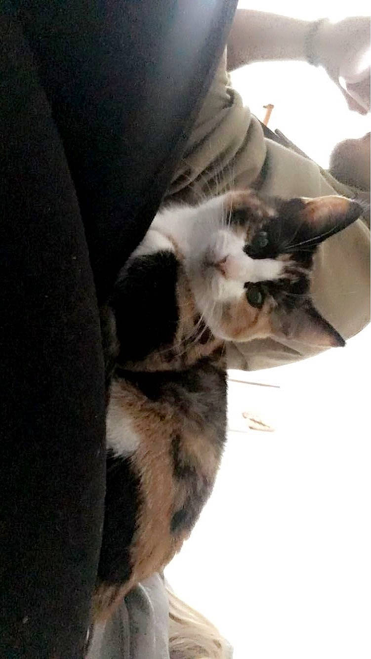 Chanel a rejoint le concours — aidez-le/la à gagner de superbes lots ! canidae, carnivore, cat, cloud, comfort, domestic_short_haired_cat, felidae, foot, fur, human_leg, lap, nap, paw, small_to_medium_sized_cats, snout, sporting_group, tail, thigh, whiskers, wood