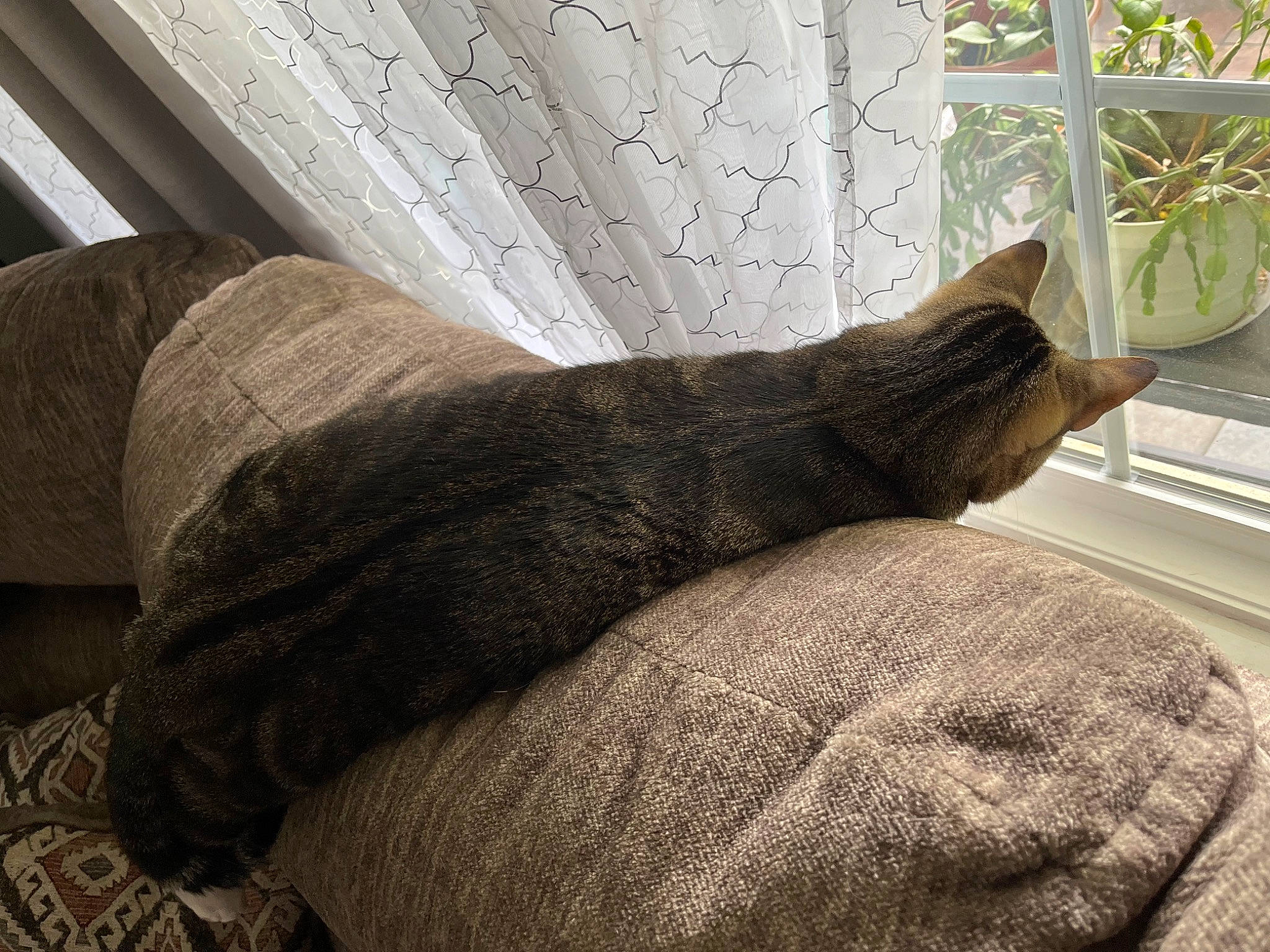 Lightning is registered to the contest to win money with this photo: carnivore, cat, comfort, couch, domestic_short_haired_cat, felidae, flooring, flowerpot, grey, houseplant, human_leg, linens, plant, shade, small_to_medium_sized_cats, tail, tints_and_shades, whiskers, window, wood