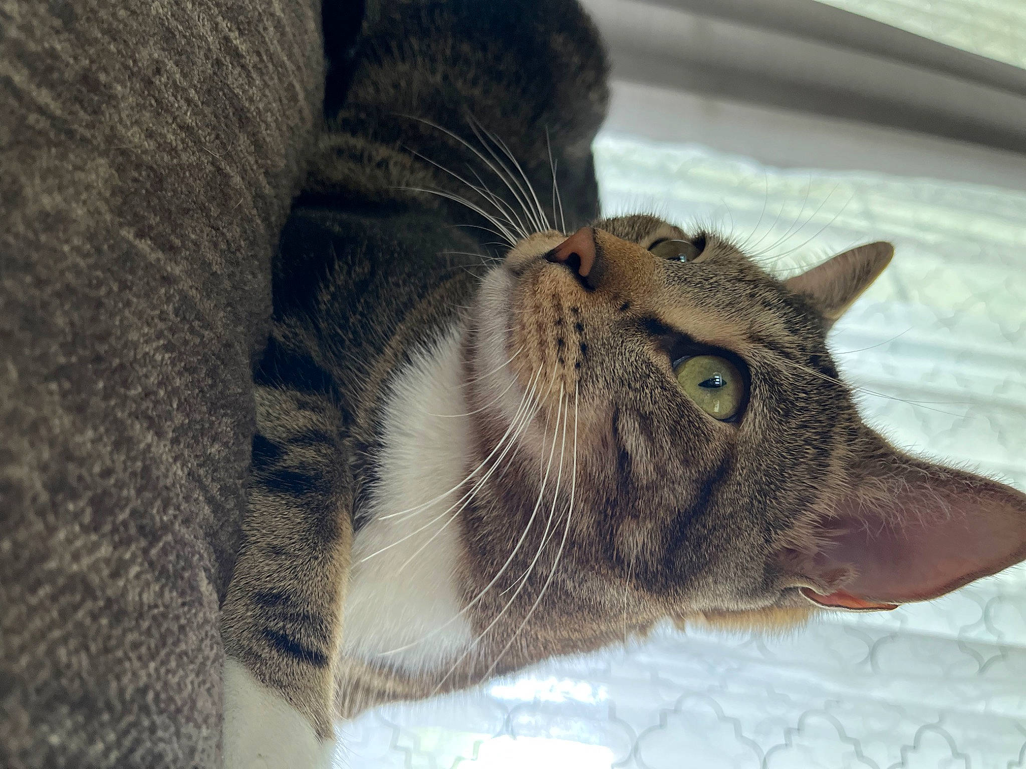 Lightning joined the competition — help win amazing prizes! bobcat, carnivore, cat, claw, domestic_short_haired_cat, fawn, felidae, fur, grey, nap, paw, sleep, small_to_medium_sized_cats, snout, tail, terrestrial_animal, whiskers, wildlife, window