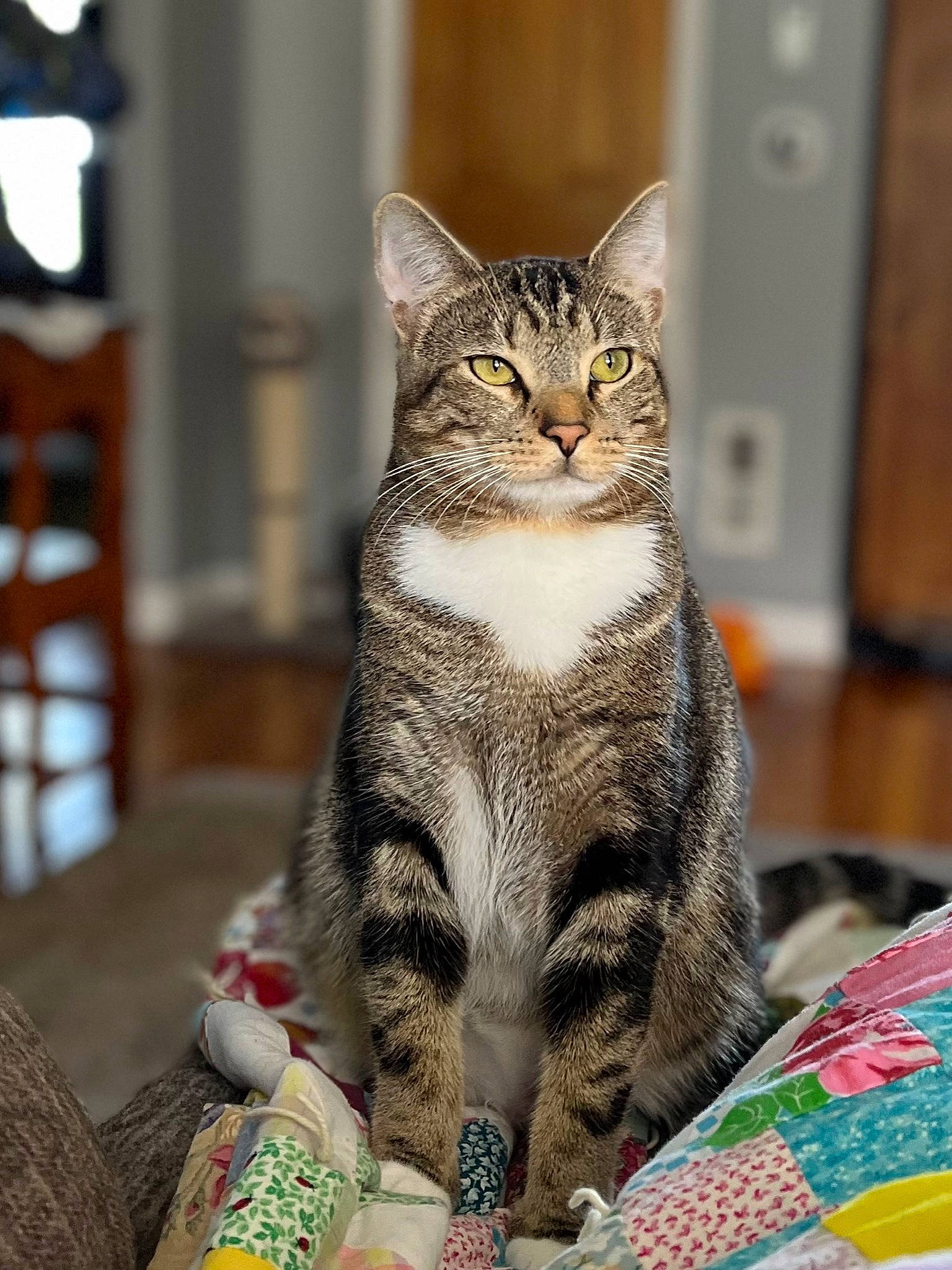 Lightning is registered to the contest to win money with this photo: carnivore, cat, comfort, domestic_short_haired_cat, felidae, fur, paw, sitting, small_to_medium_sized_cats, snout, tail, terrestrial_animal, whiskers