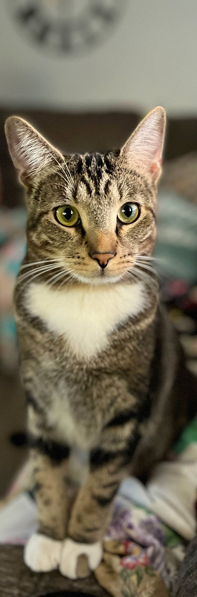 Lightning joined the competition — help win amazing prizes! carnivore, cat, close_up, felidae, fur, organism, photography, small_to_medium_sized_cats, snout, terrestrial_animal, tree, whiskers, wildlife