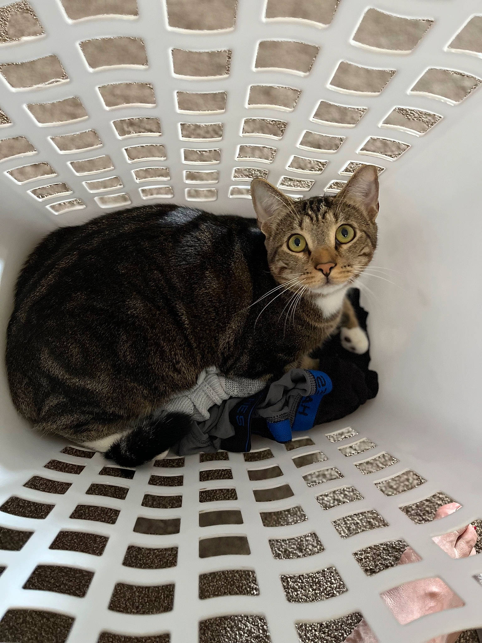 Lightning joined the competition — help win amazing prizes! carnivore, cat, cat_supply, comfort, domestic_short_haired_cat, felidae, flooring, fur, grey, pattern, pet_supply, room, small_to_medium_sized_cats, snout, tail, terrestrial_animal, whiskers