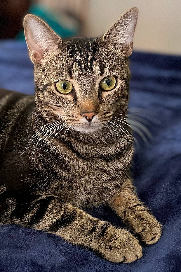 Thunder joined the competition — help win amazing prizes! carnivore, cat, claw, domestic_short_haired_cat, felidae, fur, grass, paw, sitting, small_to_medium_sized_cats, snout, terrestrial_animal, whiskers, wildlife