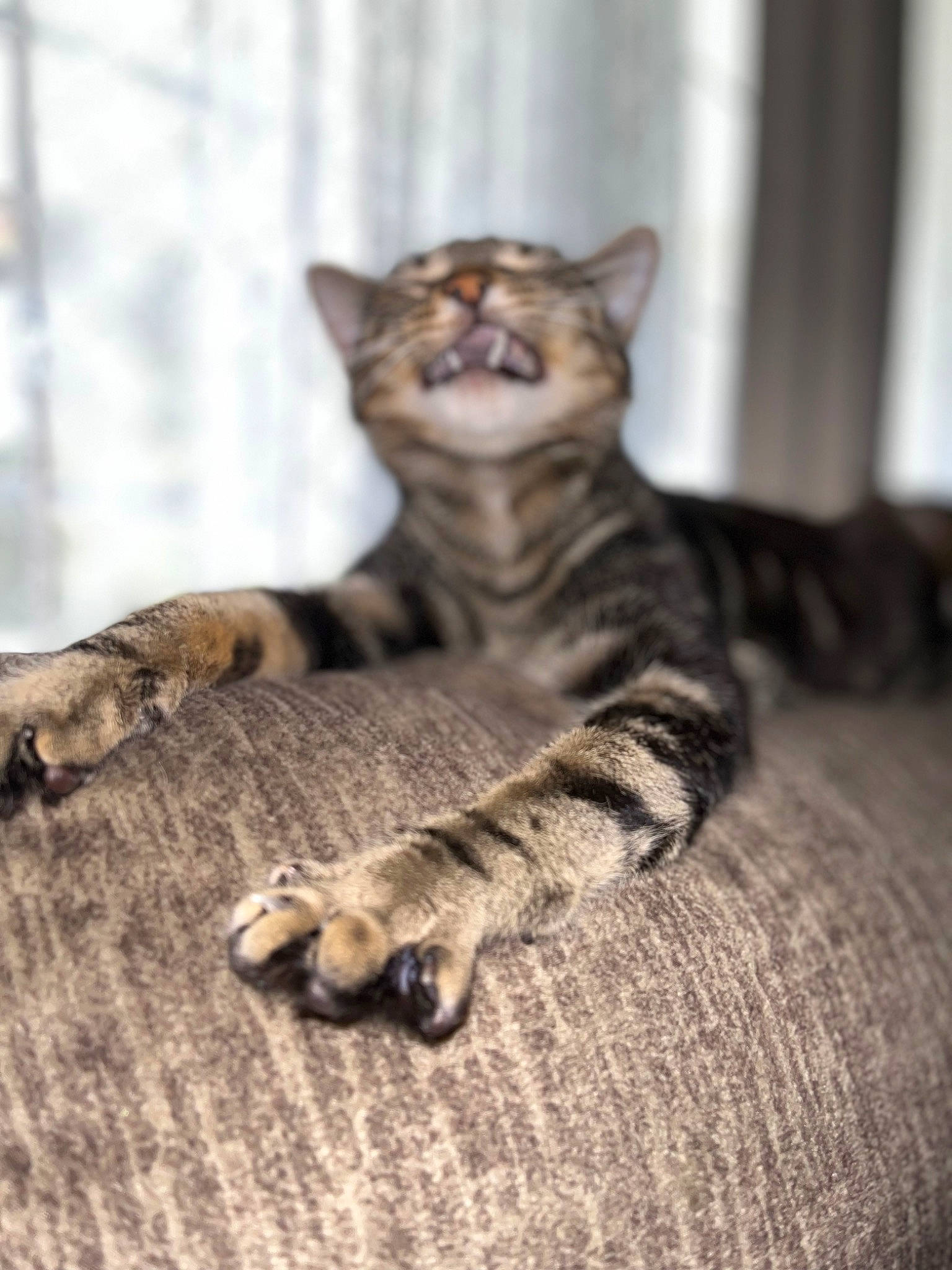 Thunder joined the competition — help win amazing prizes! carnivore, cat, claw, comfort, domestic_short_haired_cat, eye, felidae, fur, grey, paw, sitting, small_to_medium_sized_cats, snout, tail, terrestrial_animal, whiskers, wildlife, wood