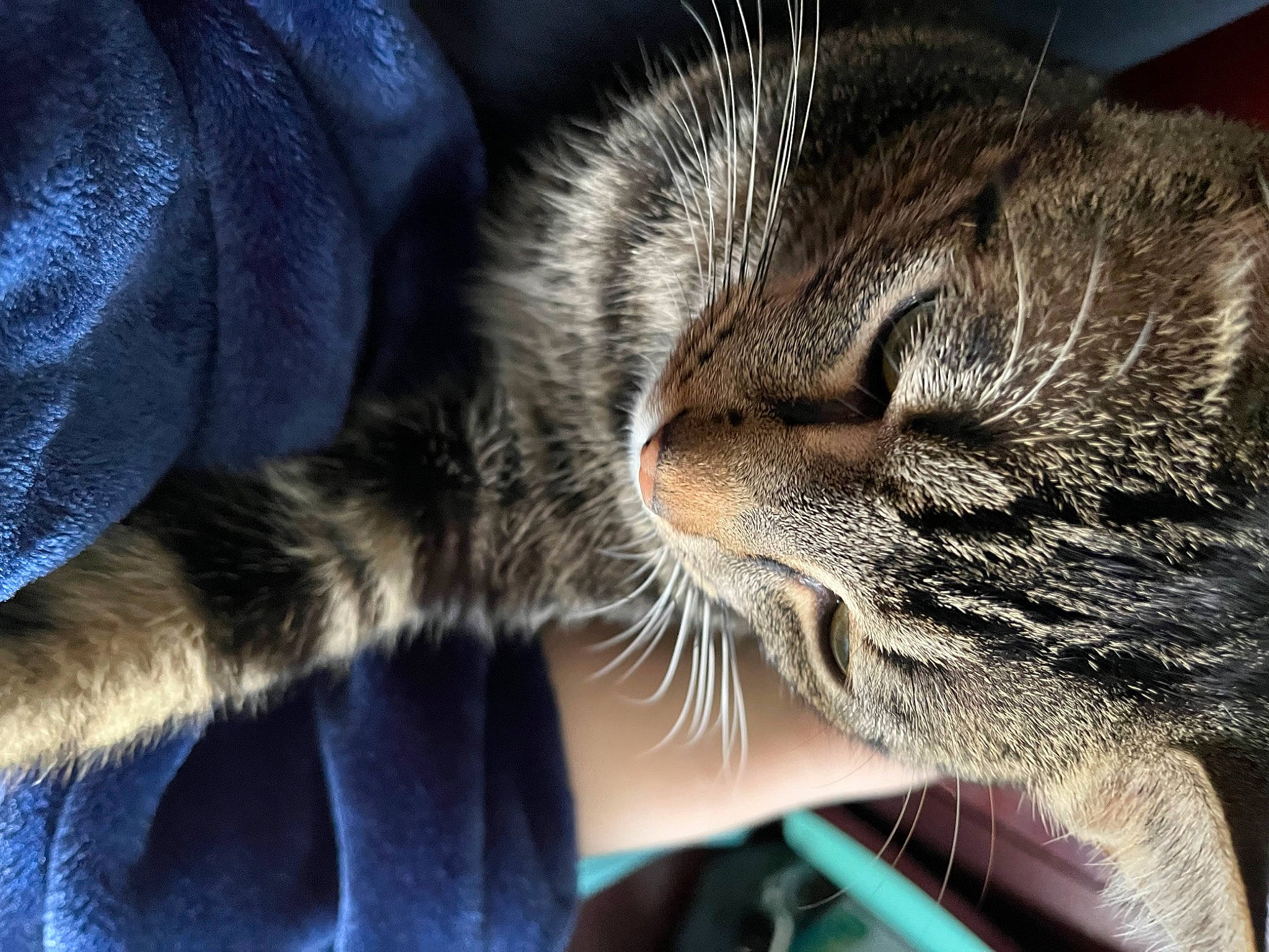 Thunder is registered to the contest to win money with this photo: carnivore, cat, claw, close_up, comfort, domestic_short_haired_cat, ear, electric_blue, eye, felidae, fur, nap, paw, small_to_medium_sized_cats, snout, terrestrial_animal, whiskers, wildlife
