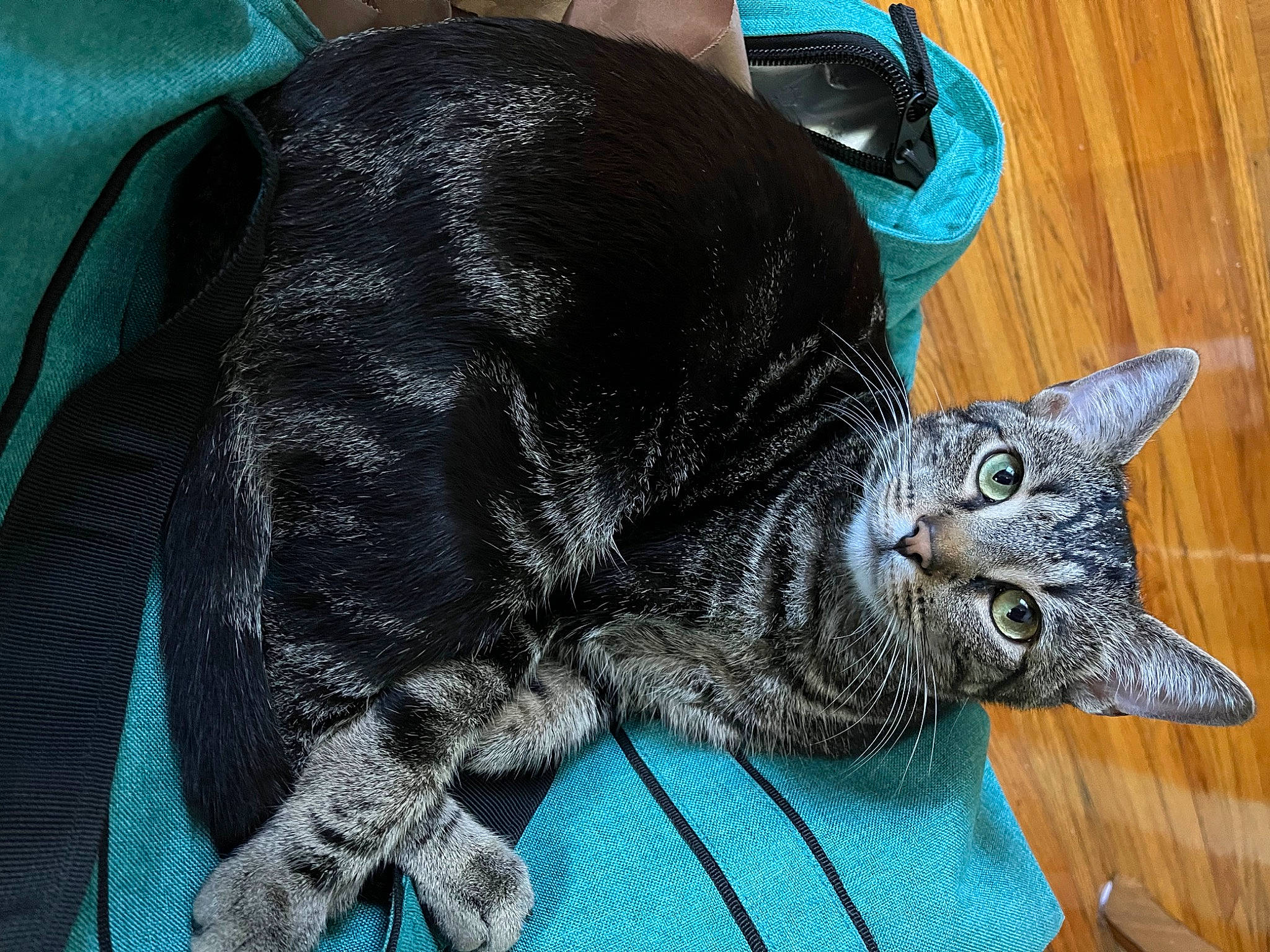 Thunder joined the competition — help win amazing prizes! black_cat, blue, carnivore, cat, claw, comfort, domestic_short_haired_cat, felidae, fur, grey, nap, paw, small_to_medium_sized_cats, snout, tail, terrestrial_animal, whiskers